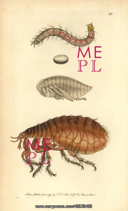 : Human flea, Pulex irritans : Human flea, Pulex irritans