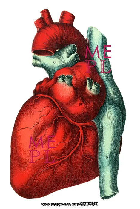 : Human heart : Human heart