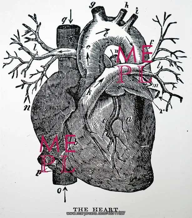  : Human heart