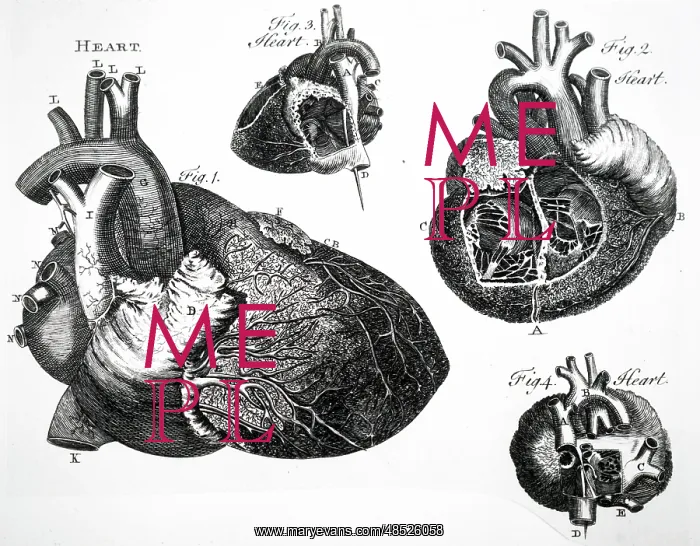  : Human heart