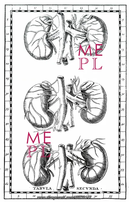 : Human kidneys. From Bartolommeo Eustachi Tabulae : Human kidneys. From Bartolommeo Eustachi Tabulae