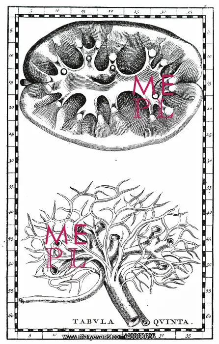 : Human kidneys. Sectional view and main vessels : Human kidneys. Sectional view and main vessels