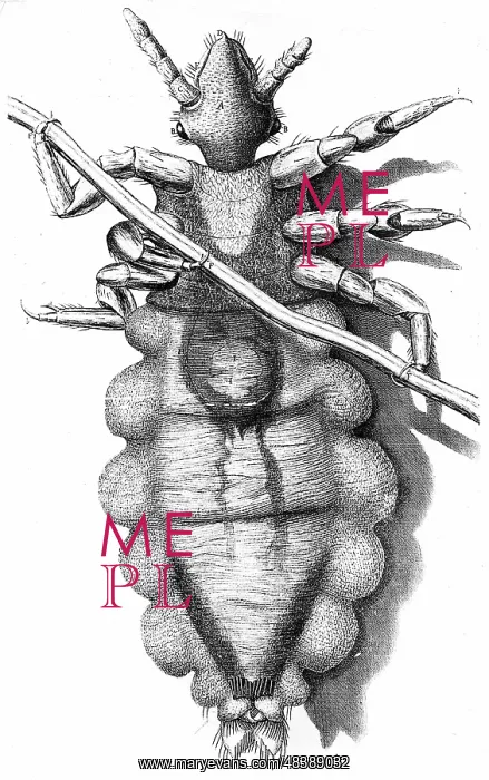 : Human Louse, a wingless parasitic insect. Engraving : Human Louse, a wingless parasitic insect. Engraving