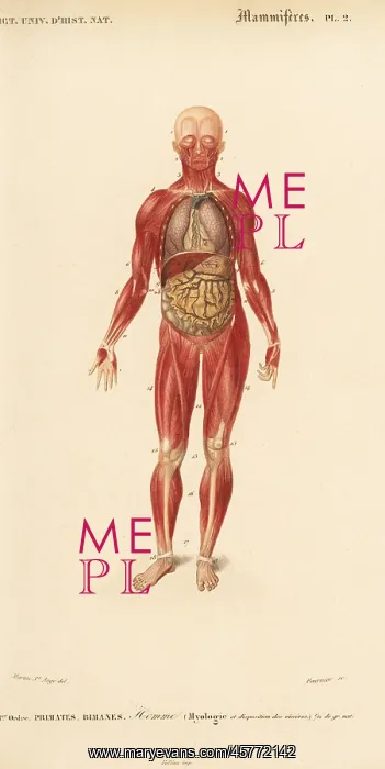 : Human musculature and internal organs : Human musculature and internal organs