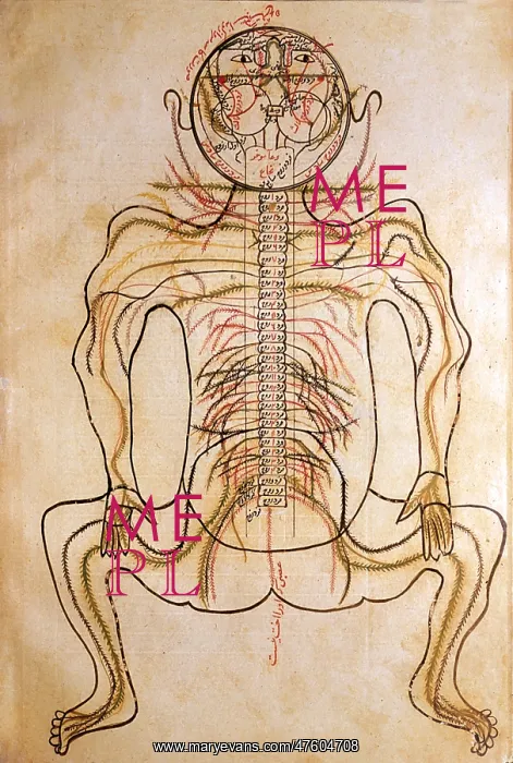 : Human Nervous System, 15th Century : Human Nervous System, 15th Century