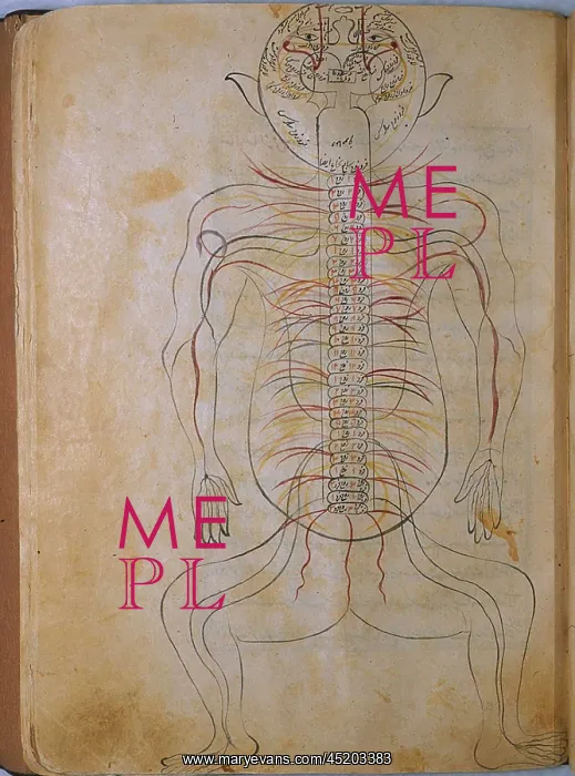 : The human nervous system, from MANSUR'S ? : The human nervous system, from MANSUR'S ?