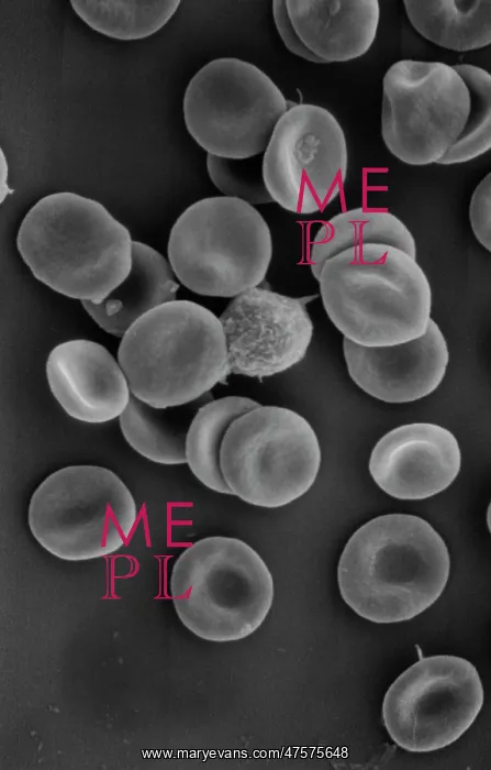 : Human red blood corpuscles : Human red blood corpuscles