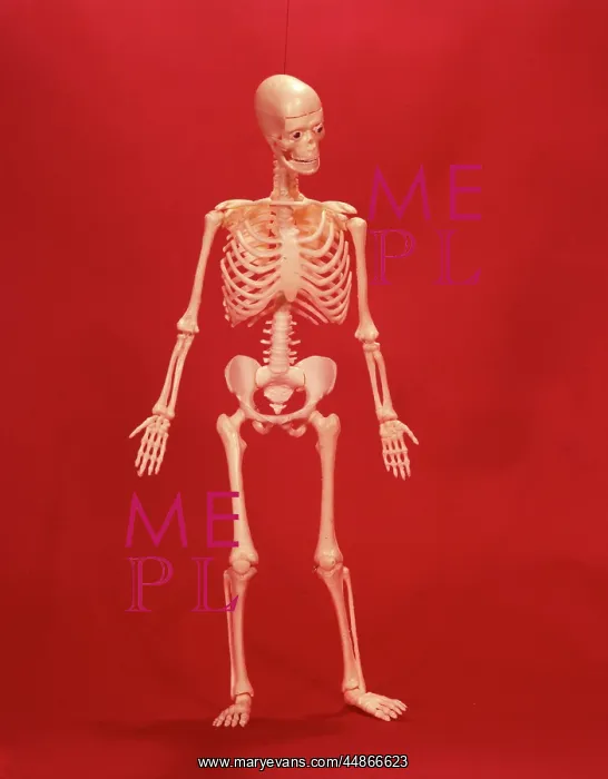  : HUMAN SKELETON