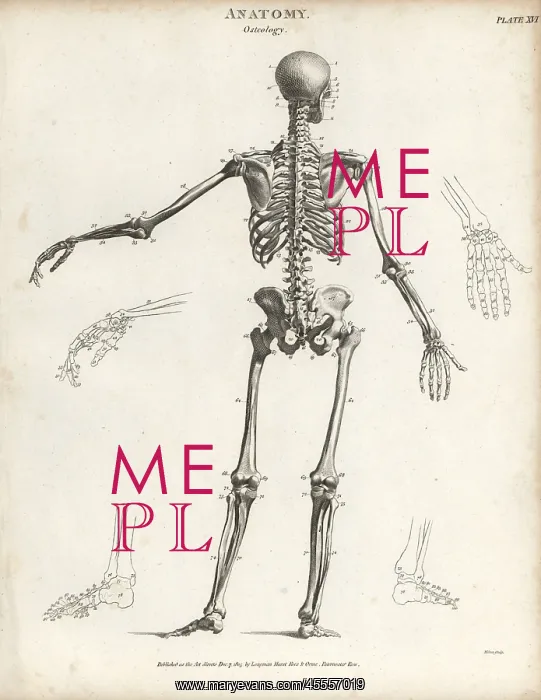 : Human skeleton from the back : Human skeleton from the back