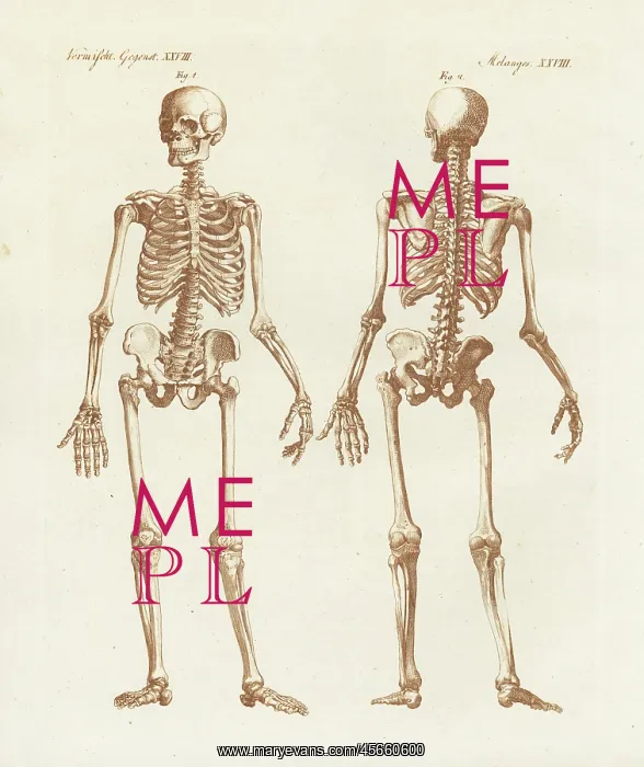 : Human skeleton from front and back : Human skeleton from front and back