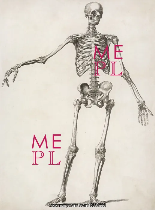  : A human skeleton