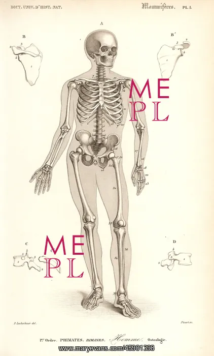 : Human skeleton : Human skeleton