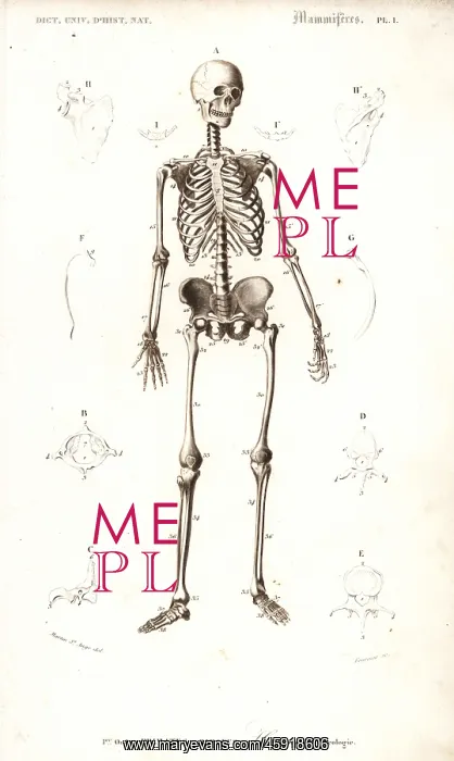 : Human skeleton : Human skeleton