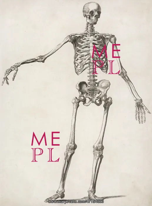  : A human skeleton