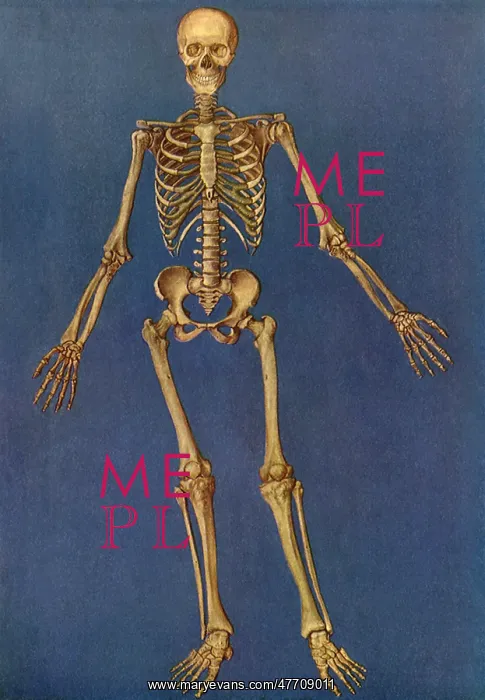  : Human Skeleton - Front