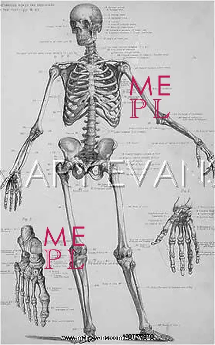  : THE HUMAN SKELETON