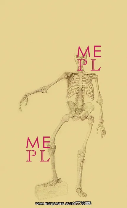 : Human Skeleton, Anterior View... by Stubbs : Human Skeleton, Anterior View... by Stubbs
