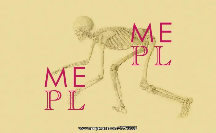 : Human Skeleton, Anterior View... by Stubbs : Human Skeleton, Anterior View... by Stubbs