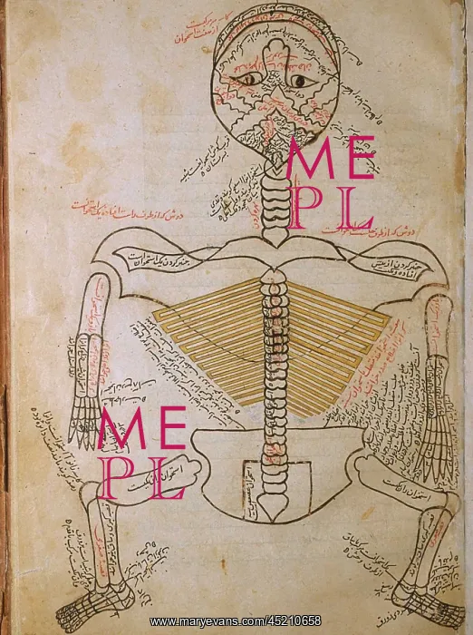 : The human skeleton, from MANSUR'S ANATOMY, ? : The human skeleton, from MANSUR'S ANATOMY, ?