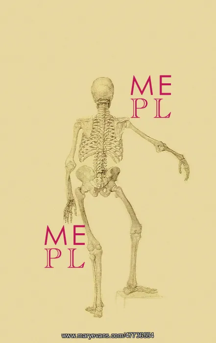 : Human Skeleton, Posterior View... by Stubbs : Human Skeleton, Posterior View... by Stubbs