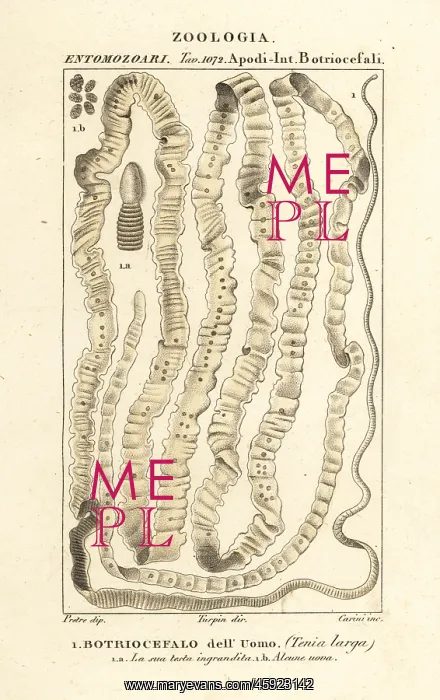 : Human tapeworm, Taenia asiatica : Human tapeworm, Taenia asiatica
