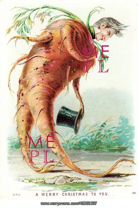 : Humanised parsnip on a Christmas card : Humanised parsnip on a Christmas card
