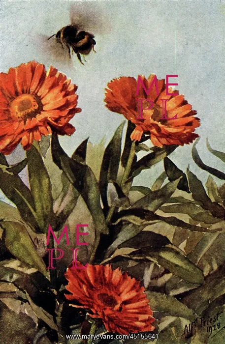 : Humble Bee and Marigolds : Humble Bee and Marigolds