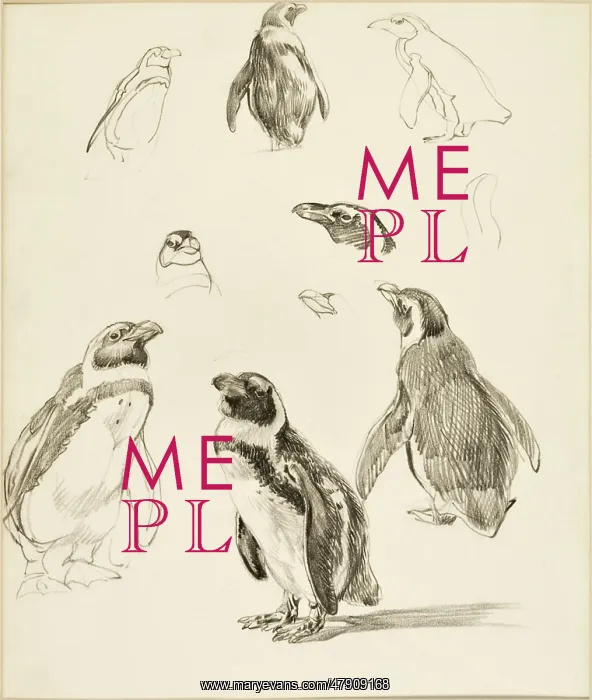 : Humboldt Penguins - A series of studies : Humboldt Penguins - A series of studies