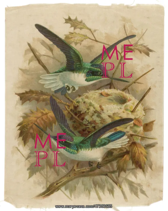 : Humming Bird Silk Print : Humming Bird Silk Print