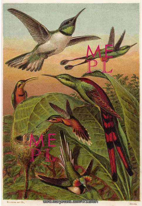  : HUMMING BIRDS - 1