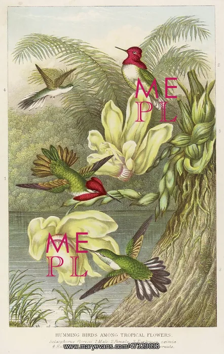 : HUMMING BIRDS - 2 : HUMMING BIRDS - 2