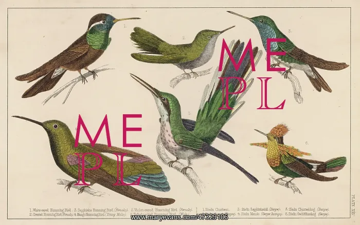  : HUMMING BIRDS - 3