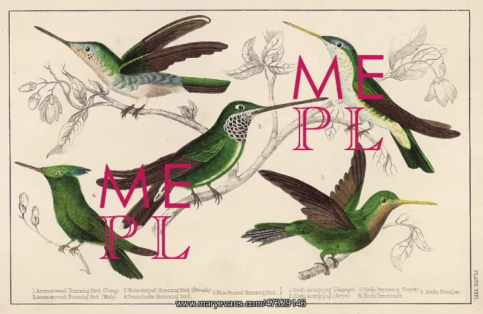  : HUMMING BIRDS - 4
