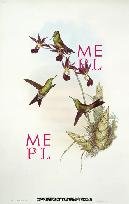 : Hummingbird : Hummingbird