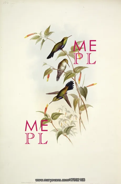 : Hummingbird : Hummingbird