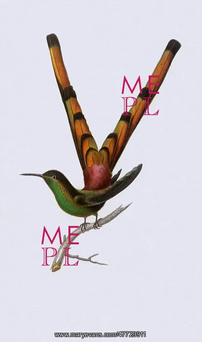 : Hummingbird : Hummingbird