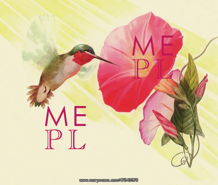: Hummingbird Feeds : Hummingbird Feeds