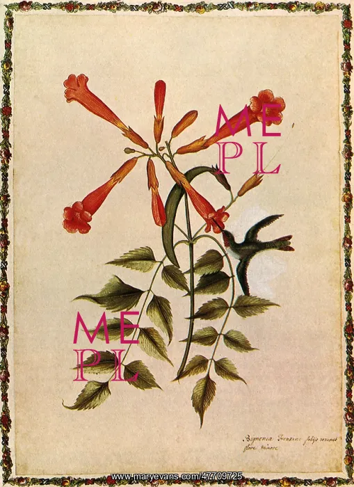 : Hummingbird, Flora : Hummingbird, Flora