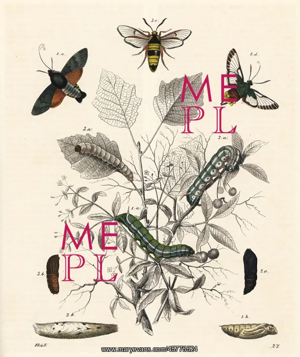 : Hummingbird hawk-moth, broad-bordered bee : Hummingbird hawk-moth, broad-bordered bee