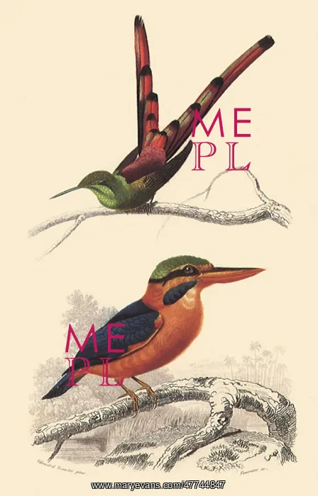 : A Hummingbird and a Kingfisher