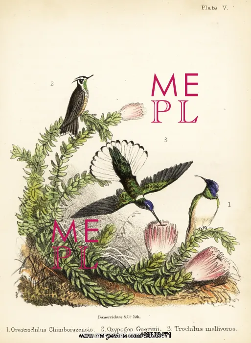: Hummingbird species : Hummingbird species