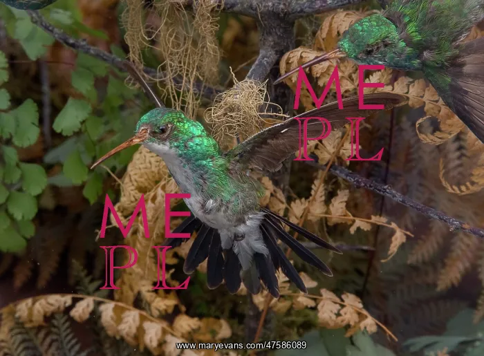 : Hummingbird specimen : Hummingbird specimen