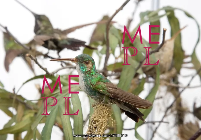 : Hummingbird specimen : Hummingbird specimen