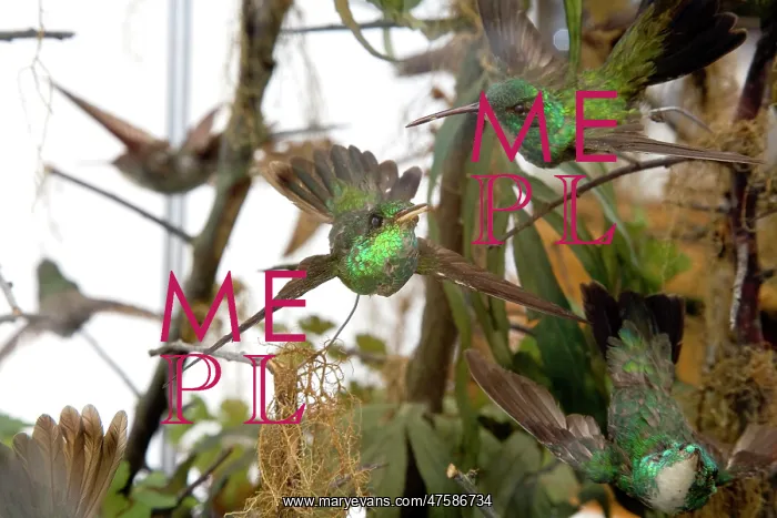 : Hummingbird specimen : Hummingbird specimen