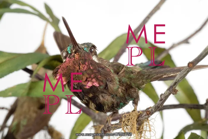 : Hummingbird specimen : Hummingbird specimen