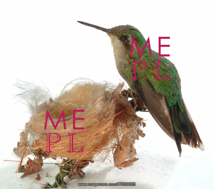 : Hummingbird specimen : Hummingbird specimen