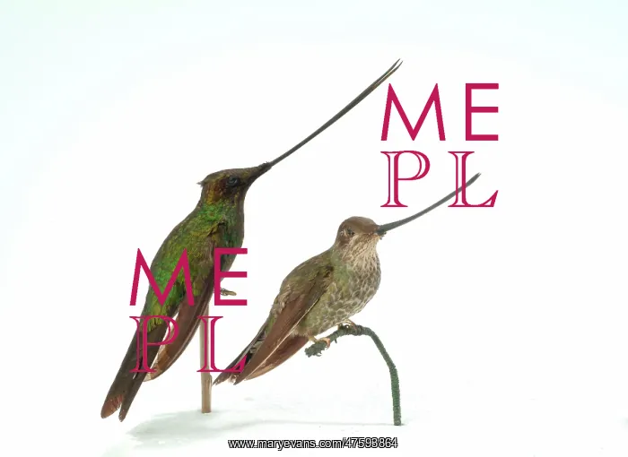 : Hummingbird specimen : Hummingbird specimen