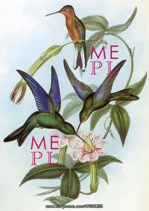 : Hummingbirds : Hummingbirds