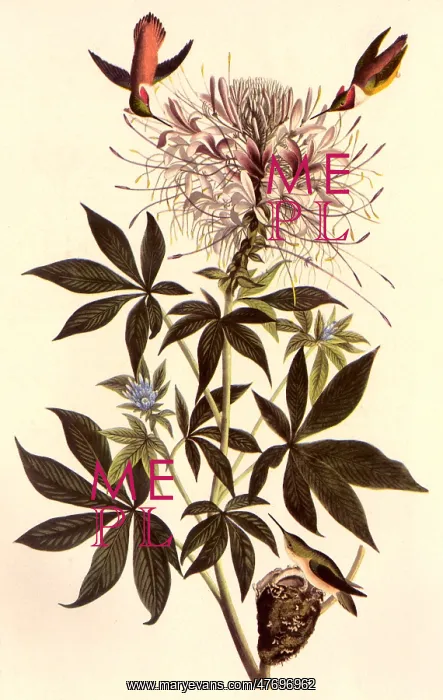 : Hummingbirds : Hummingbirds