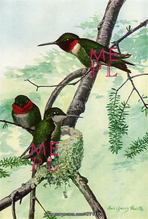 : Hummingbirds : Hummingbirds